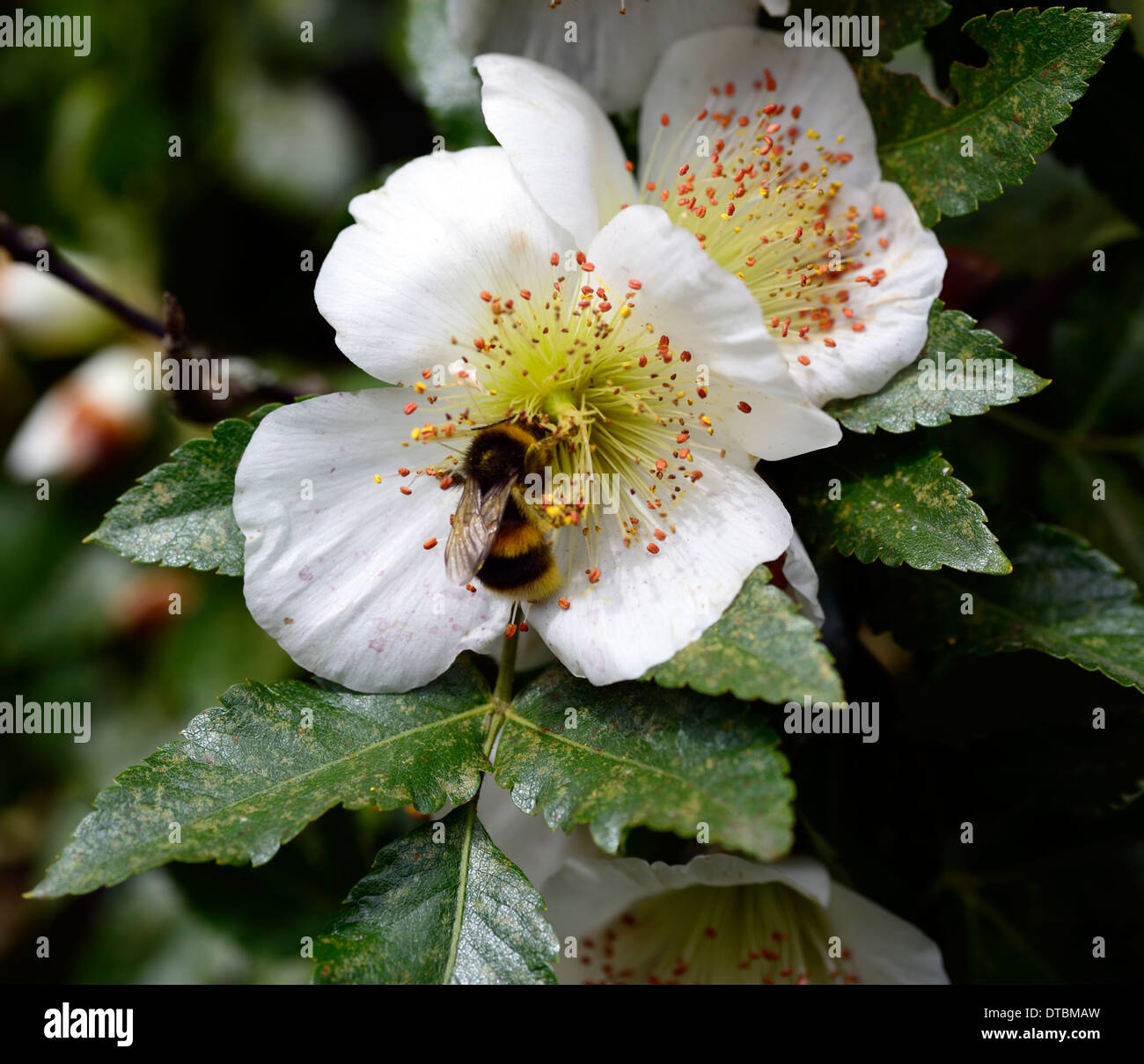 eucryphia glutinosa white flower flowering bee feed feeding bloom blooms tree trees Stock Photo