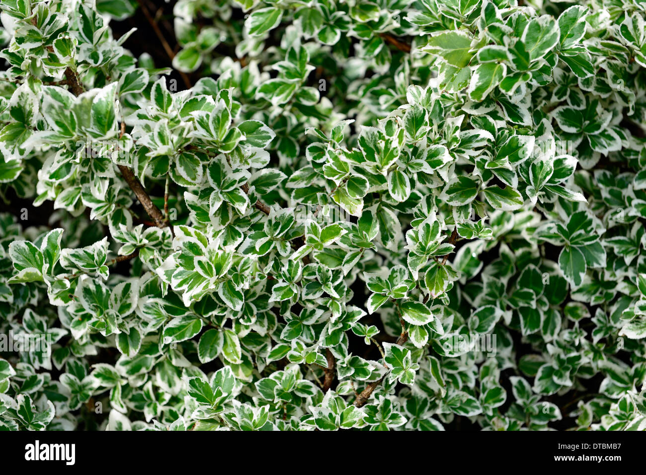 euonymus fortunei silver queen white green variegated foliage leaves evergreens shrubs shrub evergreen Stock Photo