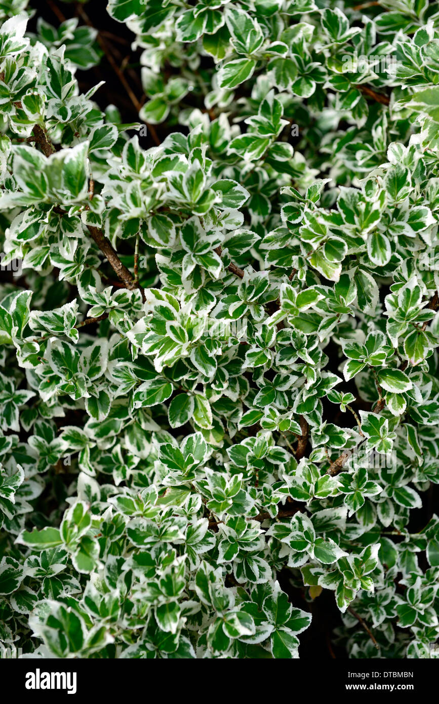 euonymus fortunei silver queen white green variegated foliage leaves evergreens shrubs shrub evergreen Stock Photo