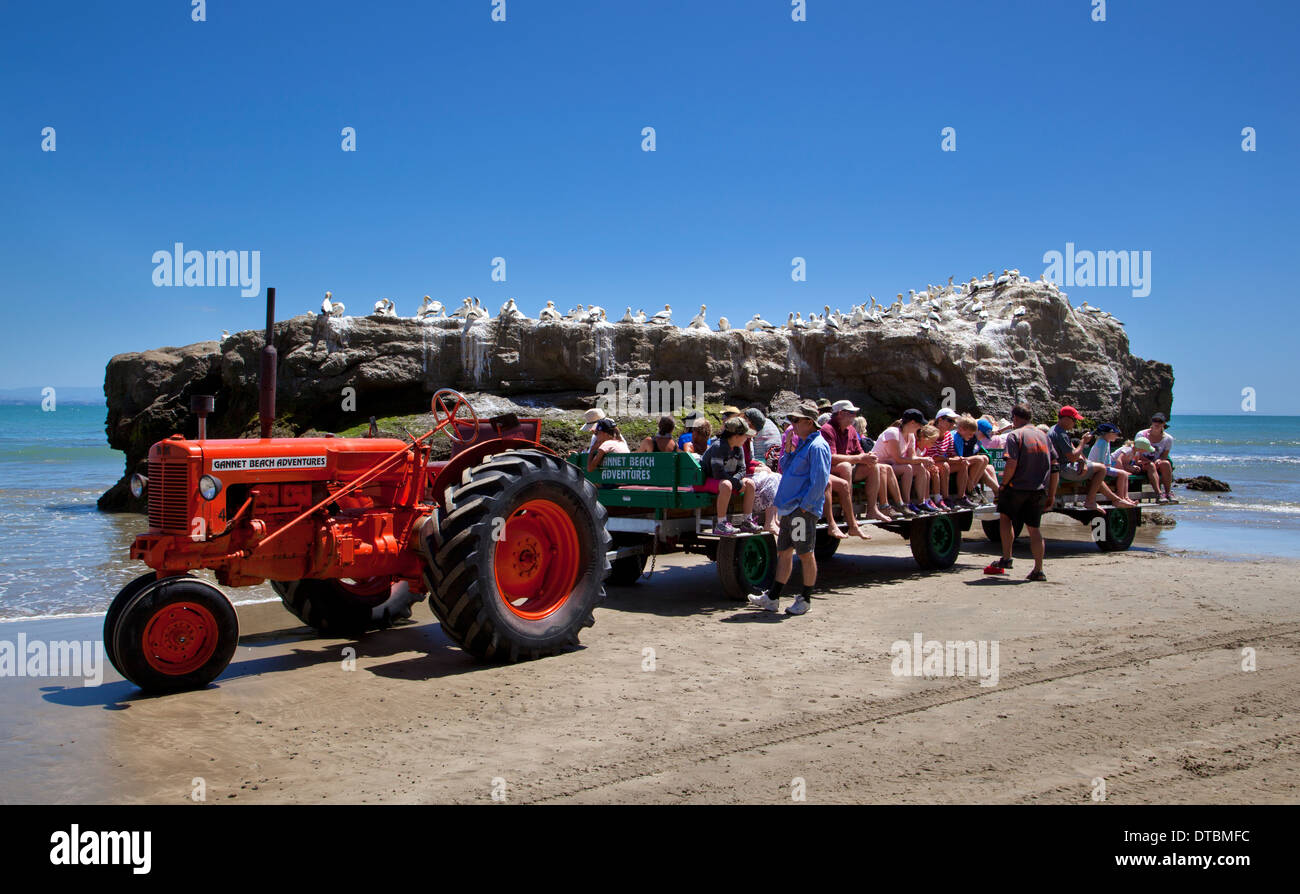 Tractor taking tourists to Cape kidnappers and Gannet Colony, Hawke bay near Hastings, North Island, New Zealand Stock Photo