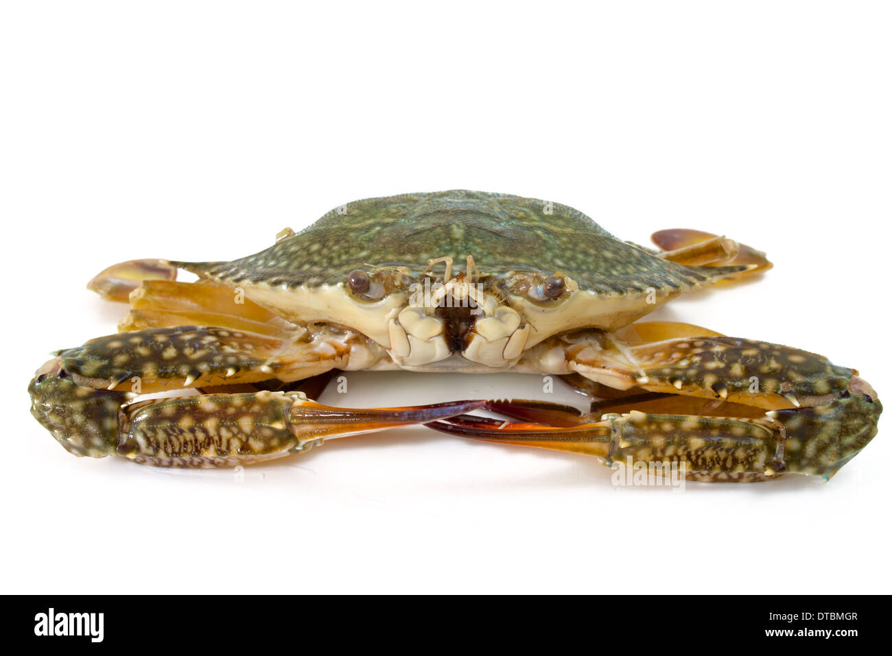 blue crab on white background Stock Photo