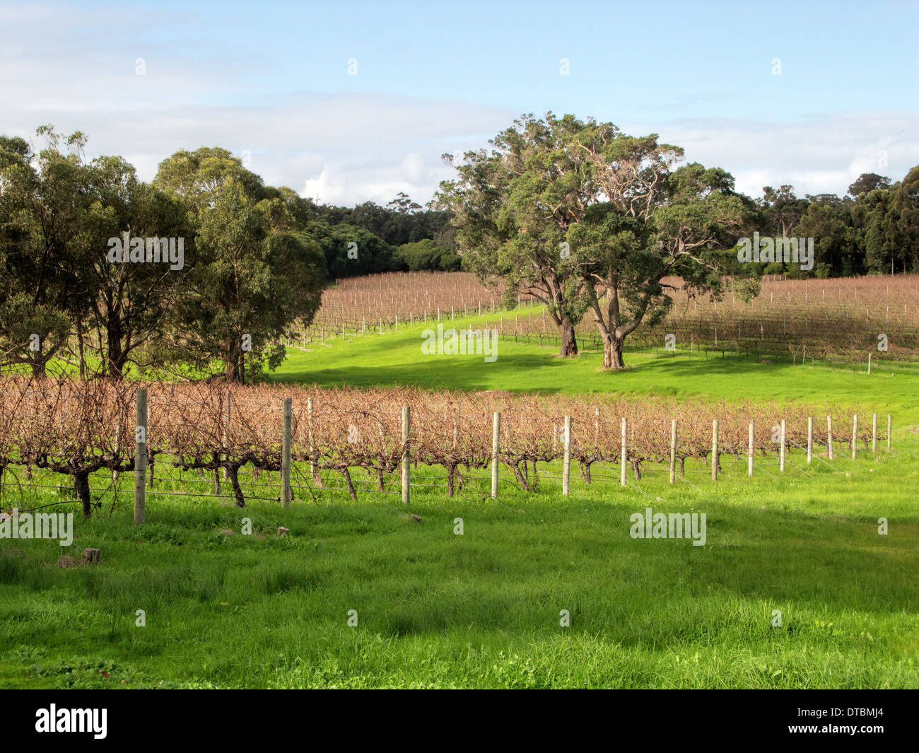 Vineyards in a wine farm near the town of Margaret River in Western Australia. Stock Photo