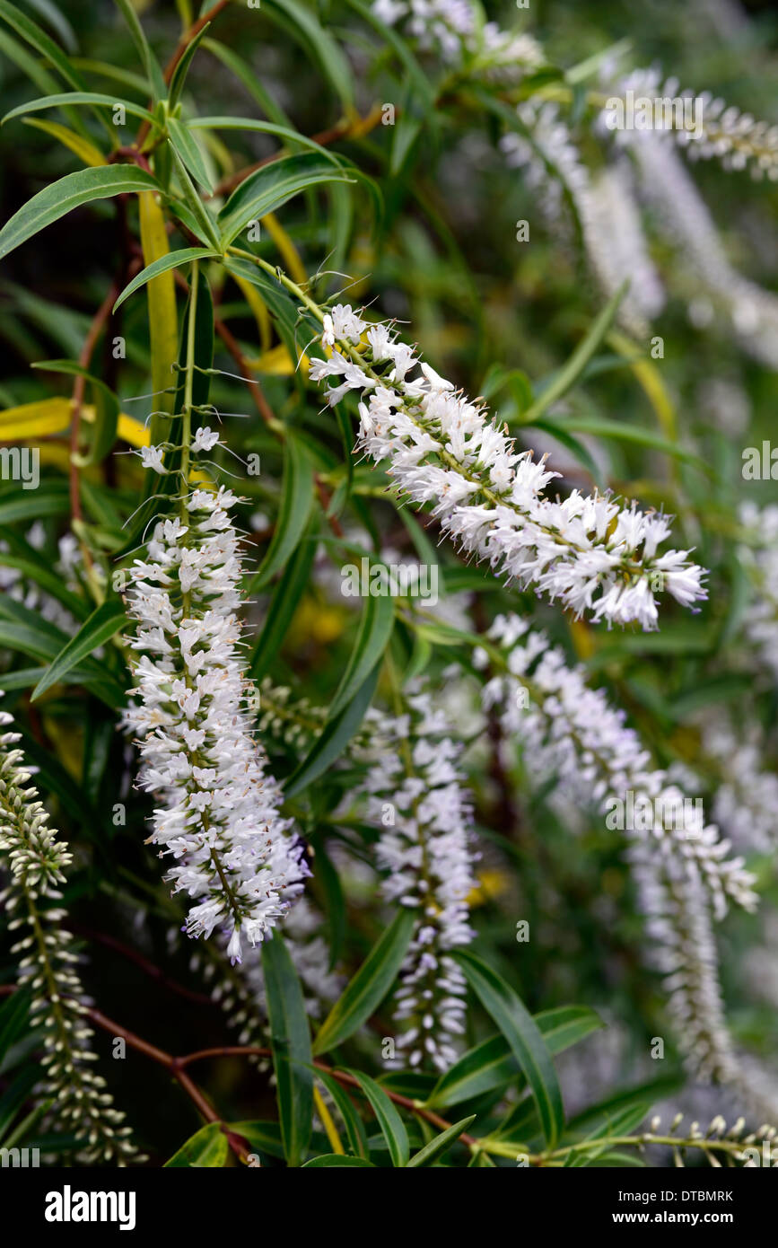 hebe salicifolia  white flowers flowering blooms green leaves foliage evergreen shrubs plant portrait colours colors Stock Photo