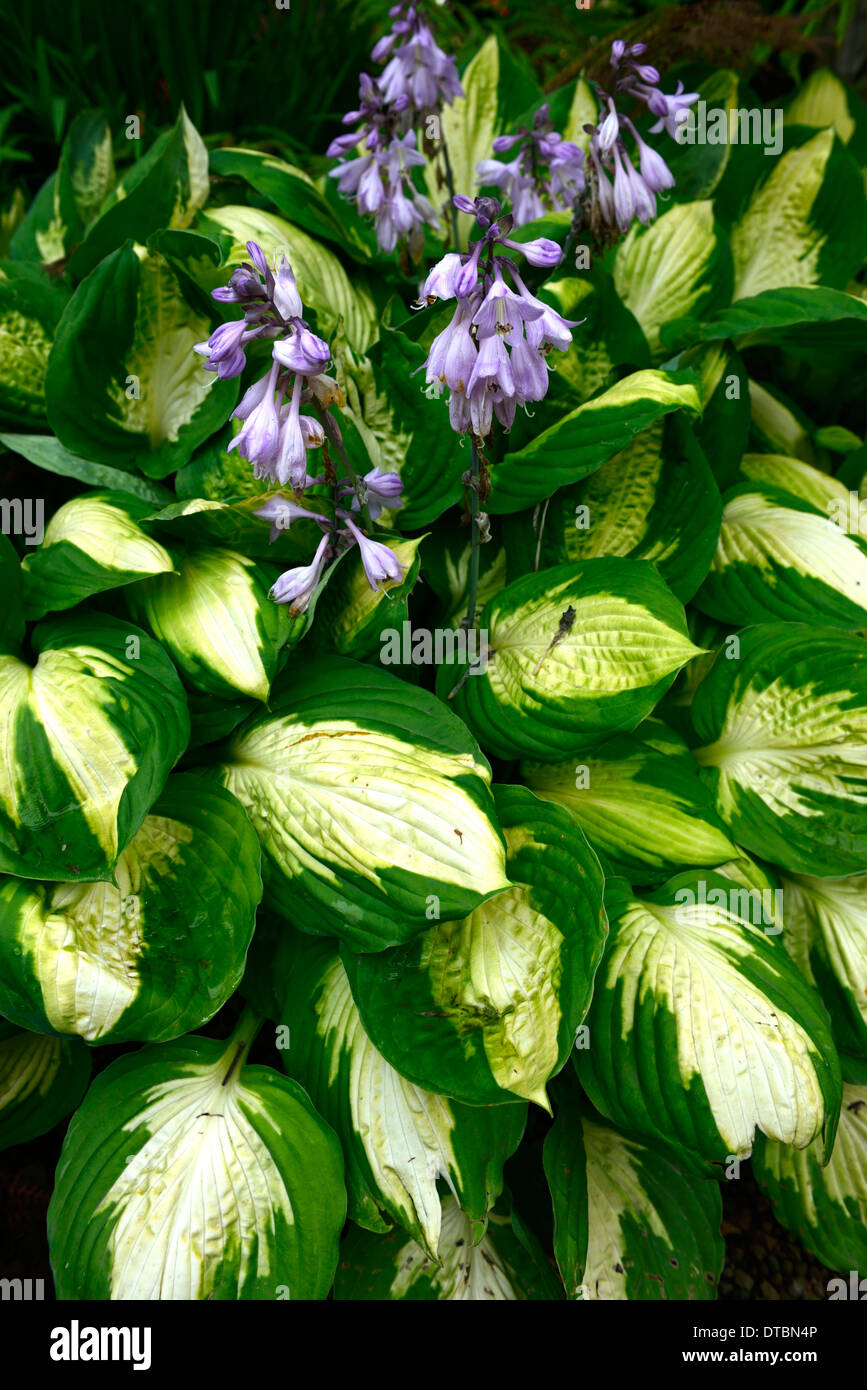 hosta green white variegated leaves foliage purple flower flowers flowering mix mixed colour colors colourful Stock Photo