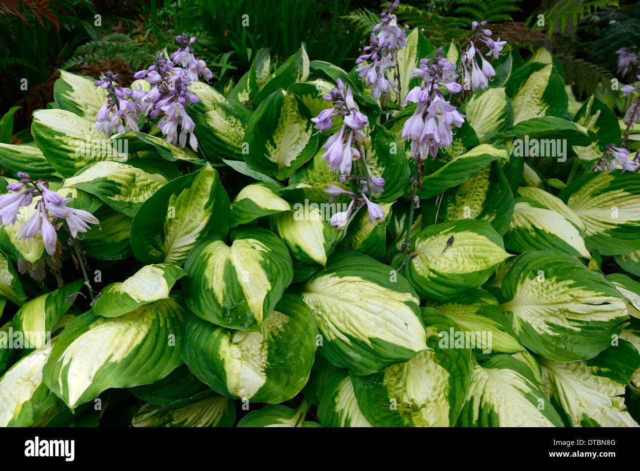 hosta green white variegated leaves foliage purple flower flowers flowering mix mixed colour colors colourful Stock Photo