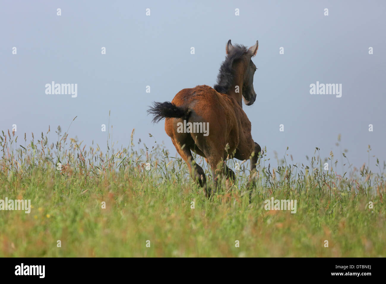 Foal galloping through the tall grass of a pasture Stock Photo