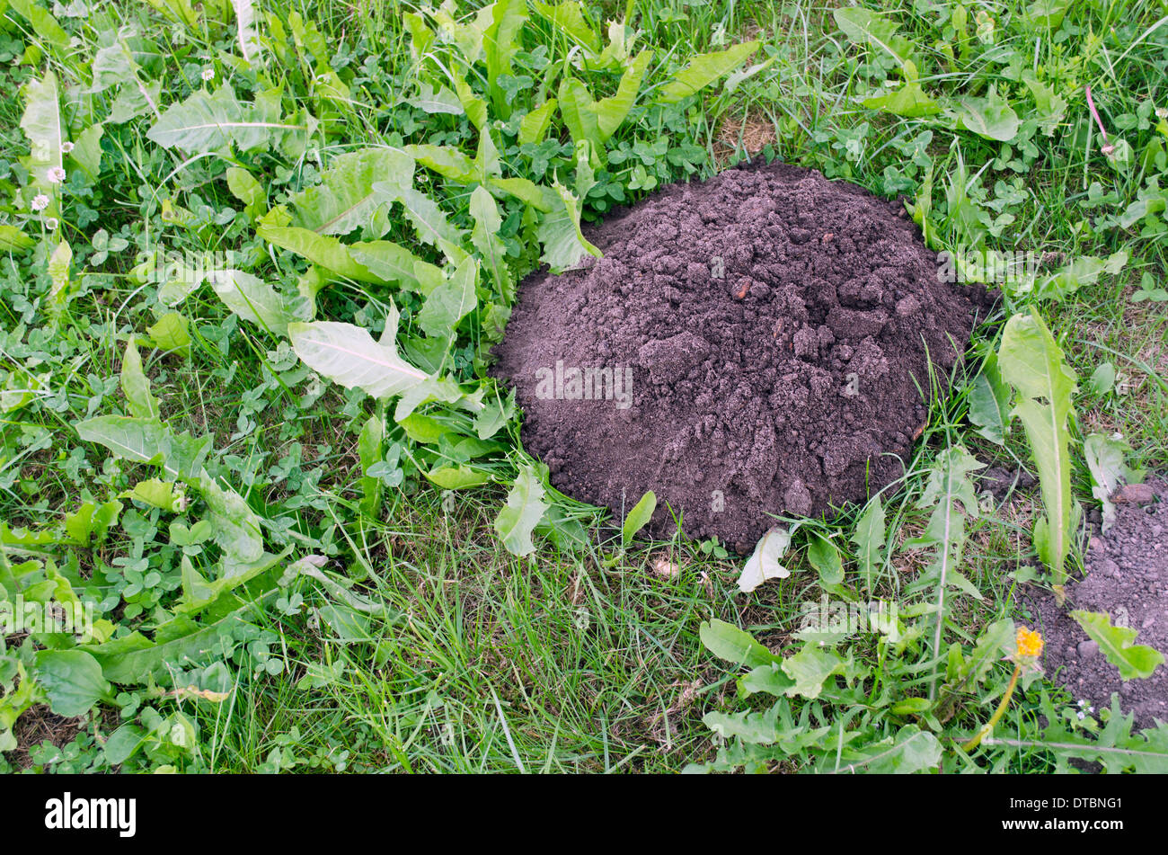Molehill High Resolution Stock Photography and Images Alamy