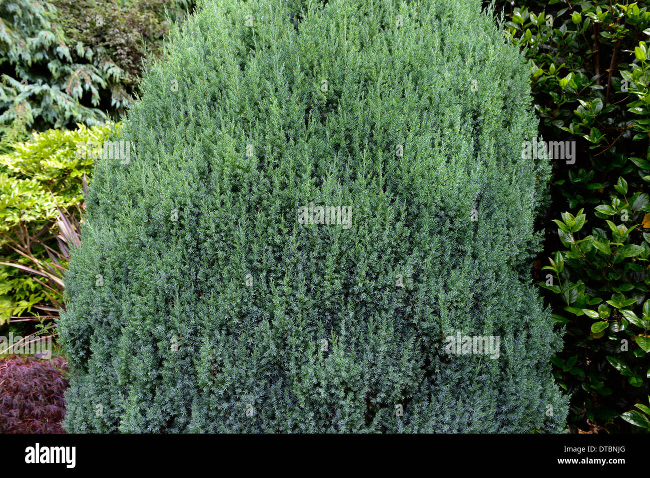 juniperus chinensis stricta Chinese juniper evergreen shrub Asia tree trees conifer conifers evergreens Stock Photo