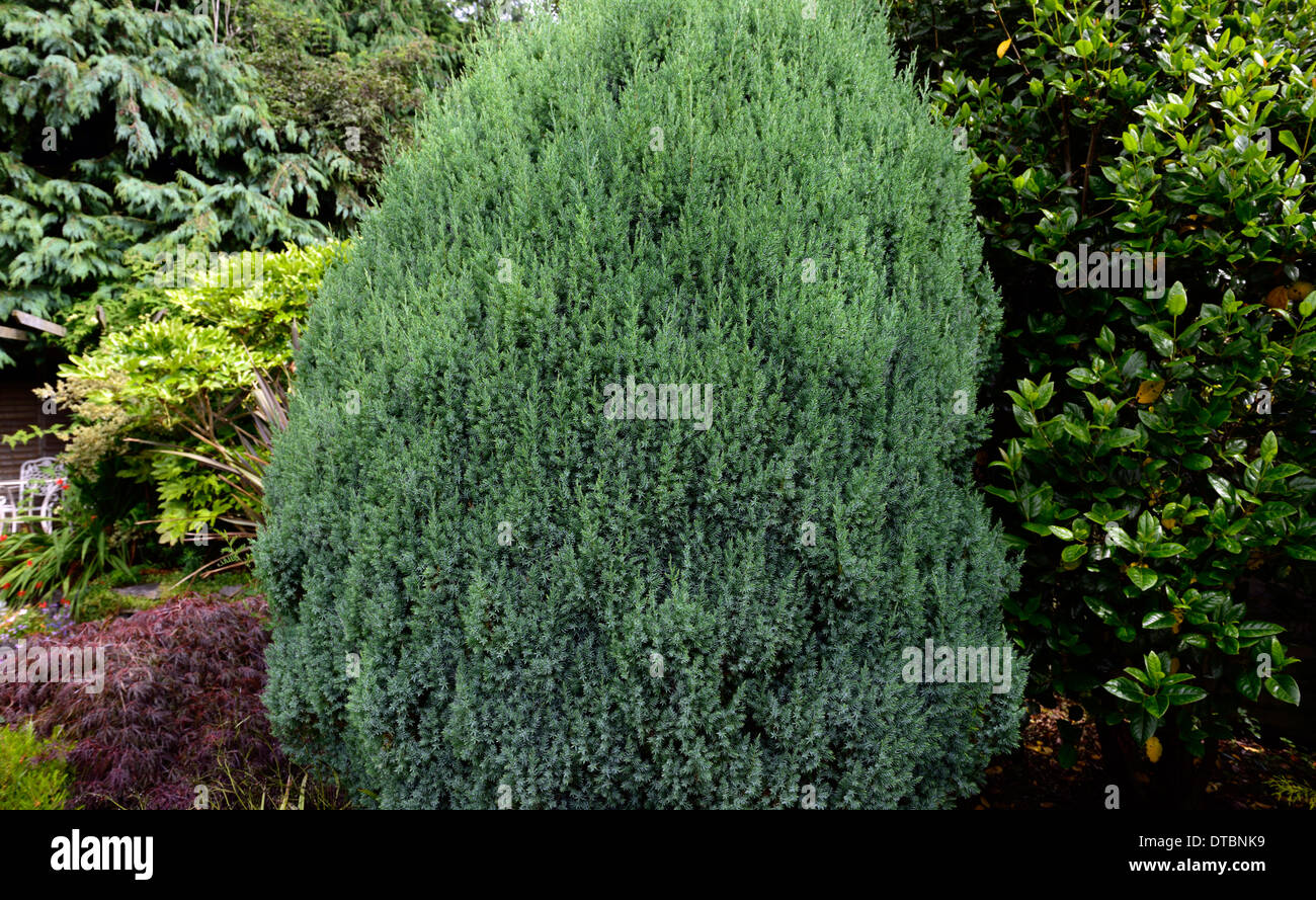juniperus chinensis stricta Chinese juniper evergreen shrub Asia tree trees conifer conifers evergreens Stock Photo