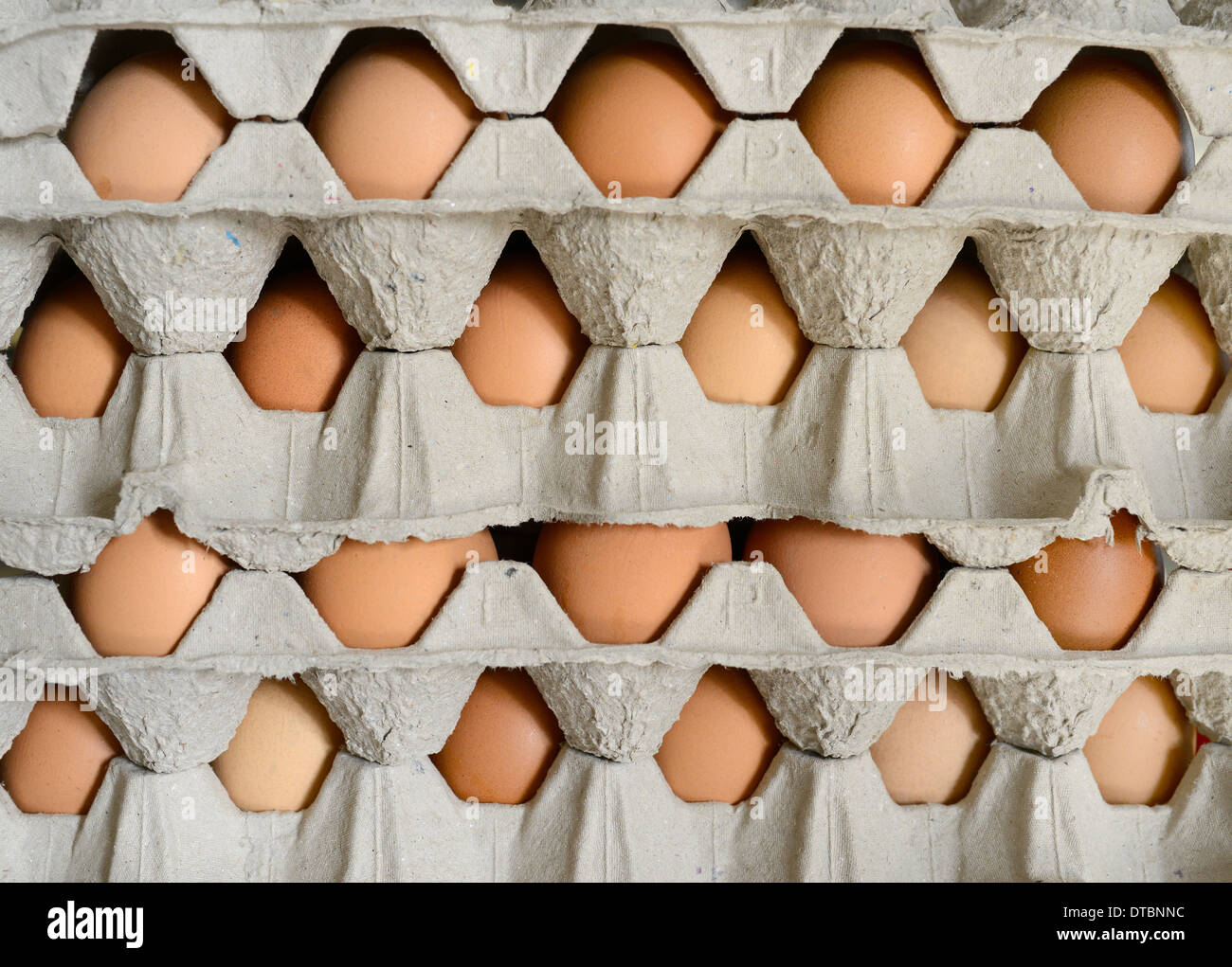eggs in cartons Stock Photo