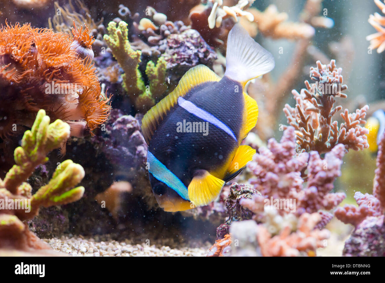 Amphiprion clarkii - Clarkii Clownfish - colorful sea fish Stock Photo