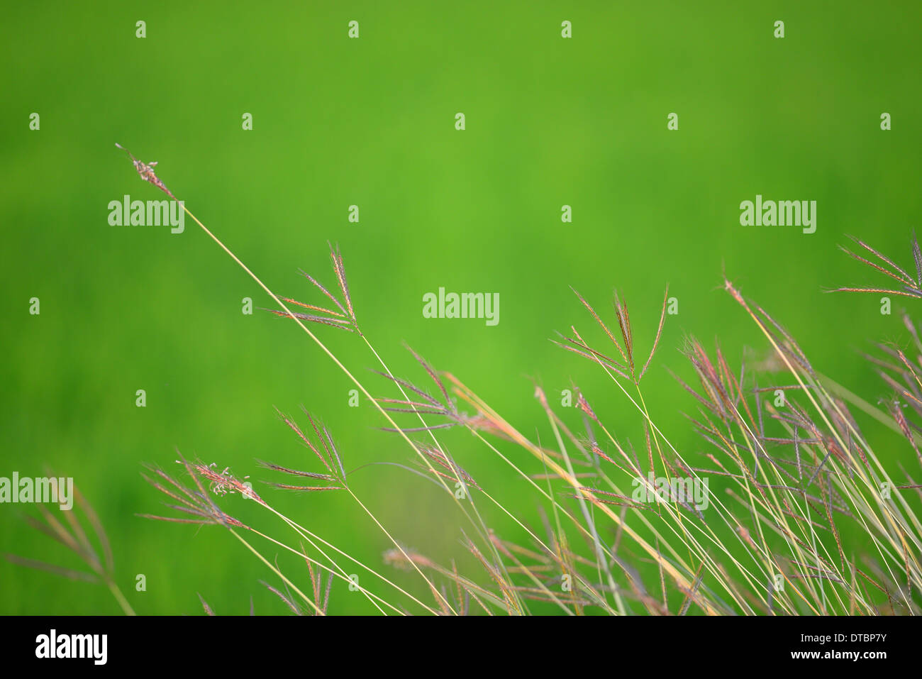 Feather Grass Stock Photo