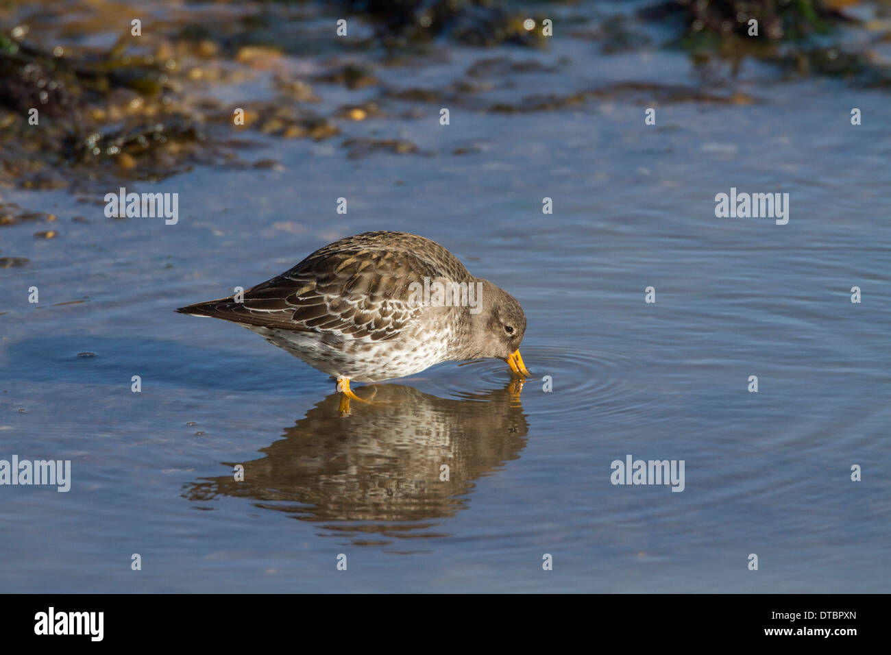 Purple Sandpiper in winter plumage probing for food in shallow sea water. Stock Photo