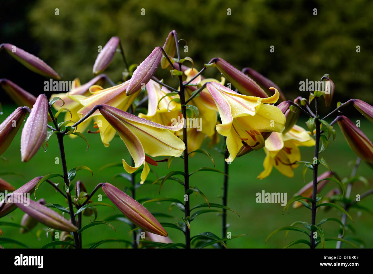 Lilium Golden Splendour trumpet lily lillies yellow red fragrant scented flower flowers blooms blooming Stock Photo