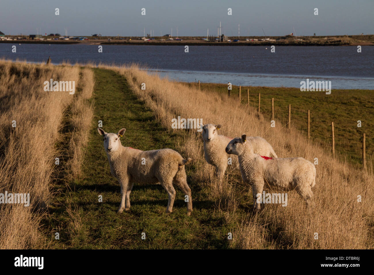 A Cheviot type sheep grazing the sea wall at Sudbourne Marshes with the Rive Alde behind. Stock Photo