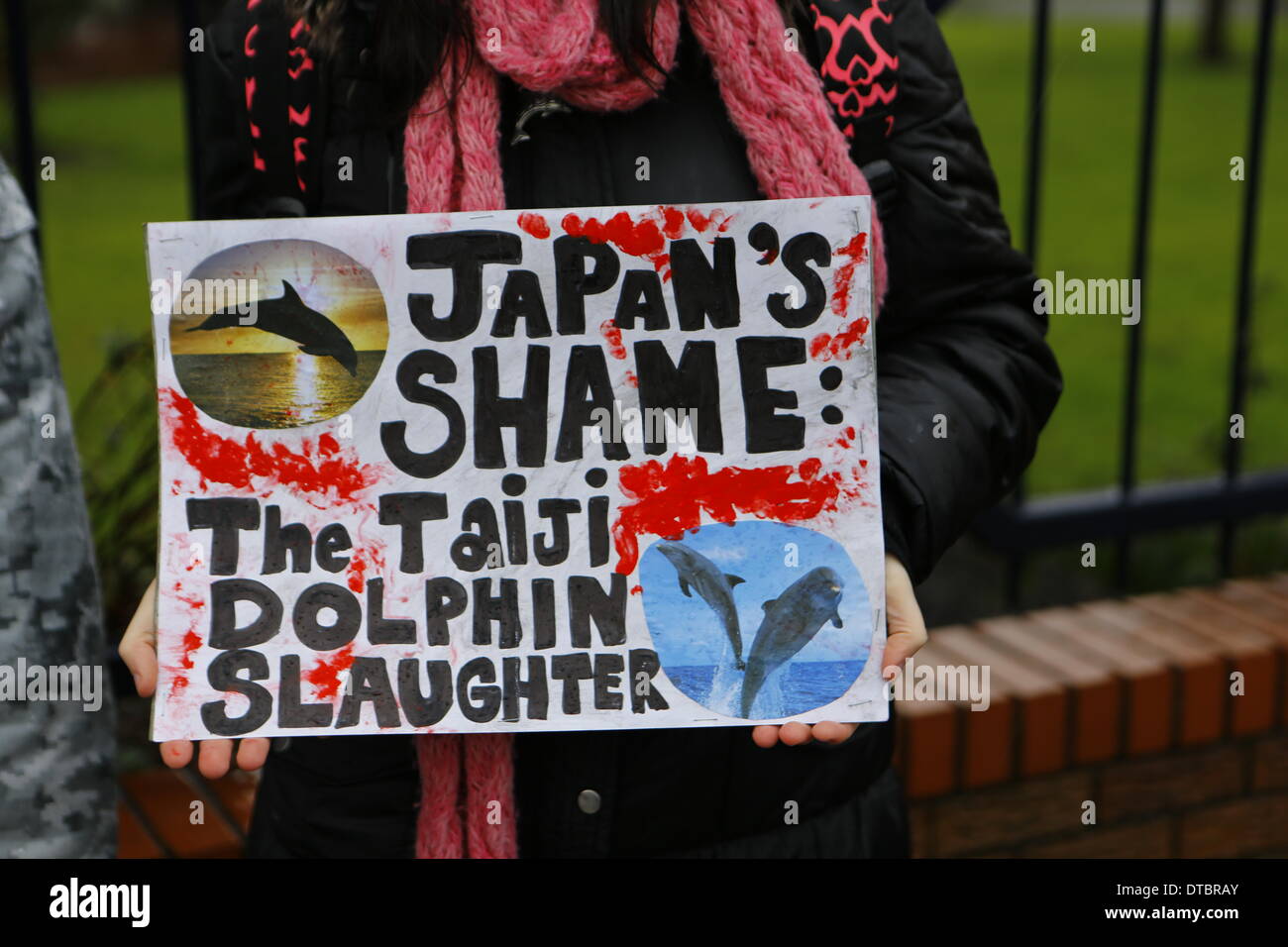 Dublin, Ireland. 14th February 2014. Close-up of a sign that reads 'Japan's Shame - The Taiji Dolphin Slaughter' next to pictures of Dolphins. Activists from Sea Shepherd Ireland protested in heavy rain outside the Japanese Embassy to Ireland against the annual hunt of Dolphins in Taiji. The commercial hunt takes place annually from September to April for human consumption and resale to dolphinariums. Stock Photo