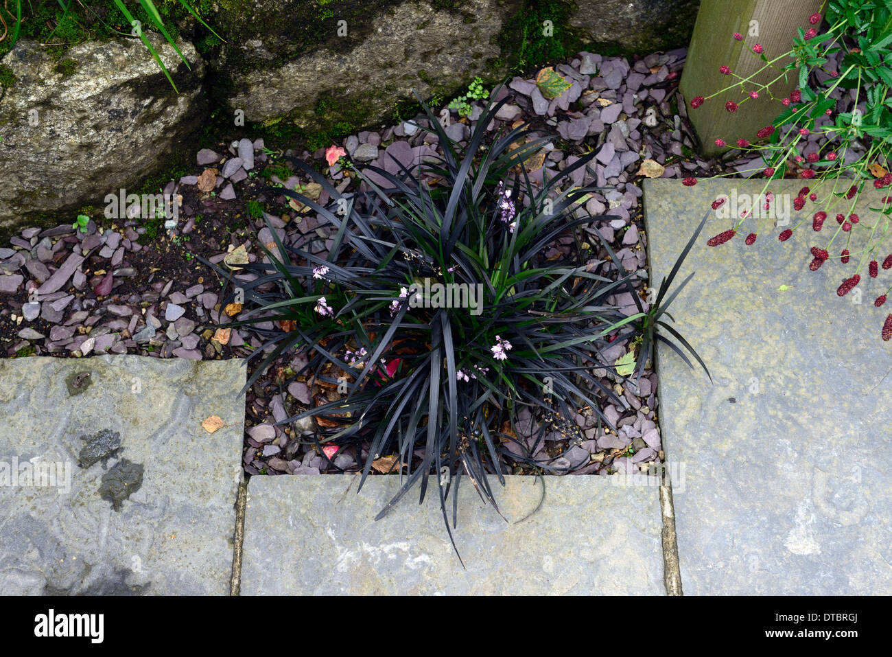 ophiopogon planiscapus nigrescens black mondo grass black lilyturf clump growing between slabs patio area Stock Photo