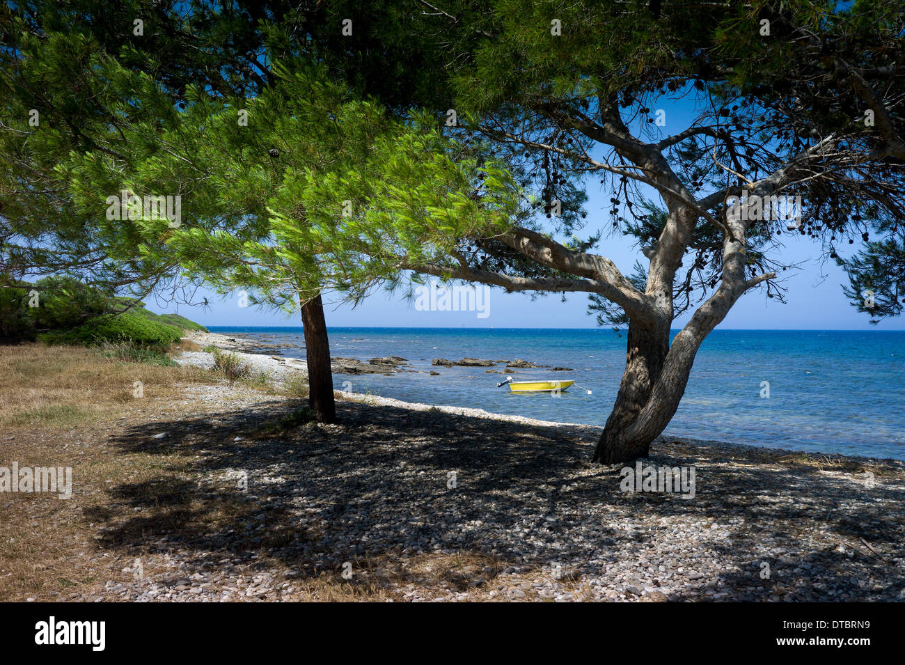 Looking towards the sea with pine trees in Sardinia Stock Photo