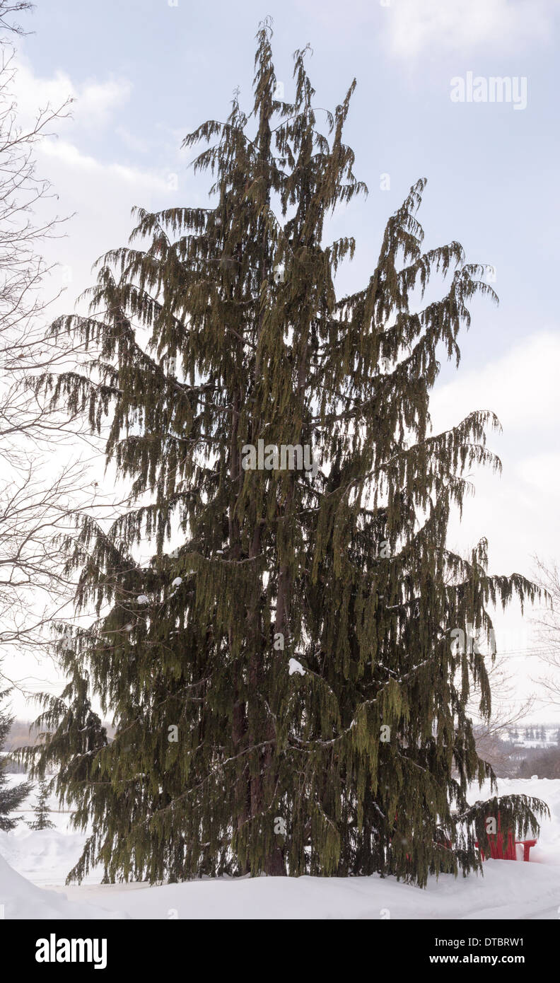 Alaskan Cedar tree Chamaecyparis, nootkatensis on a sunny winter's day Stock Photo
