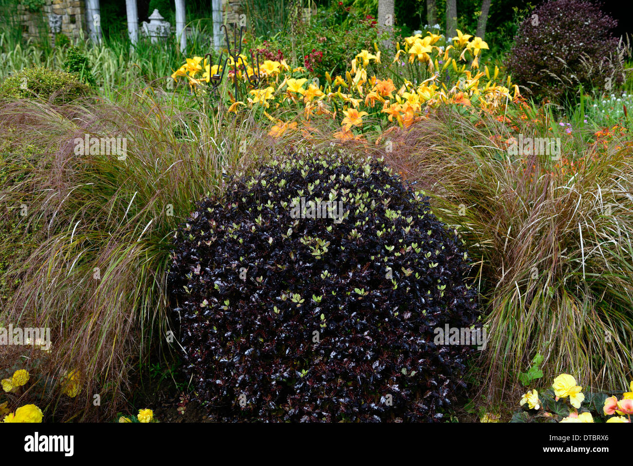 pittosporum tenuifolium tom thumb green purple black foliage leaves evergreens shrubs foliage leaves contrast contrasting shape Stock Photo