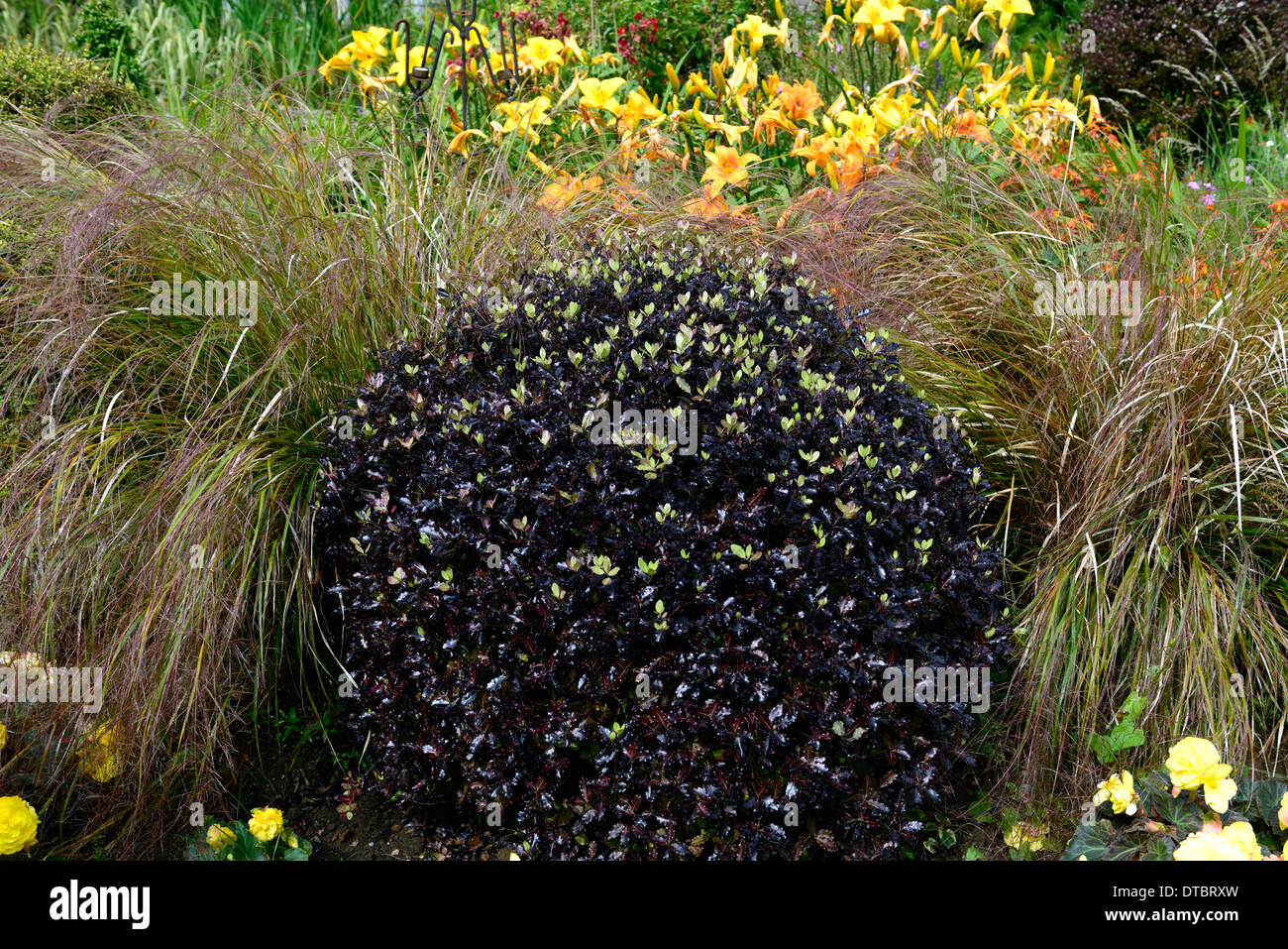 pittosporum tenuifolium tom thumb green purple black foliage leaves evergreens shrubs foliage leaves contrast contrasting shape Stock Photo