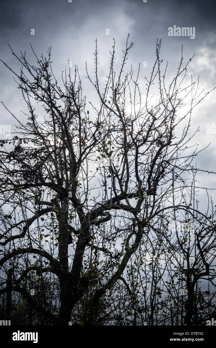 Silhouette of an apple- tree against cloudy sky Stock Photo - Alamy