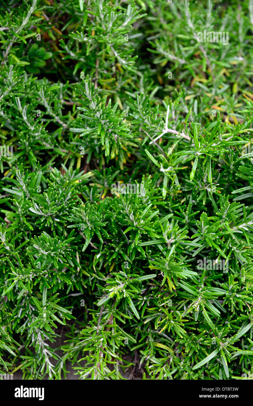 rosmarinus prostratus prostrate rosemary shrubs closeups foliage leaves herbs aromatic scented herb culinary use uses Stock Photo