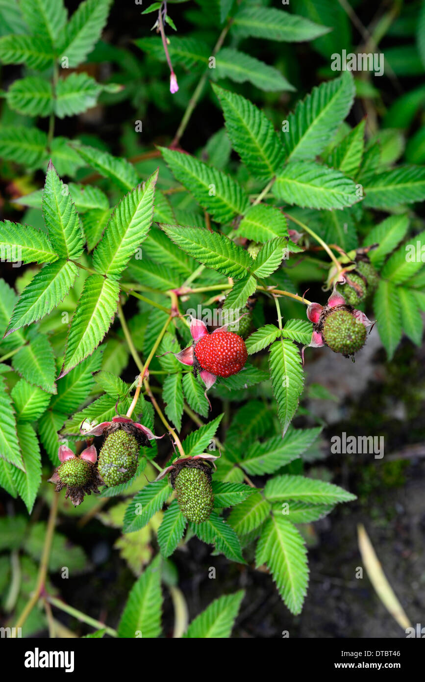 rubus illecebrosus red fruit raspberry deciduous shrub syn rubus commersonii illecebrosus rosaefolius coronarius sorbifolius Stock Photo