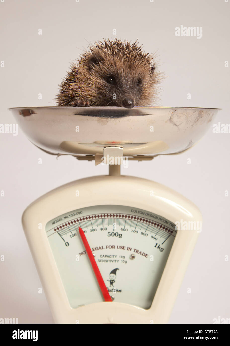 Juvenile European hedgehog on retro scales in studio Stock Photo