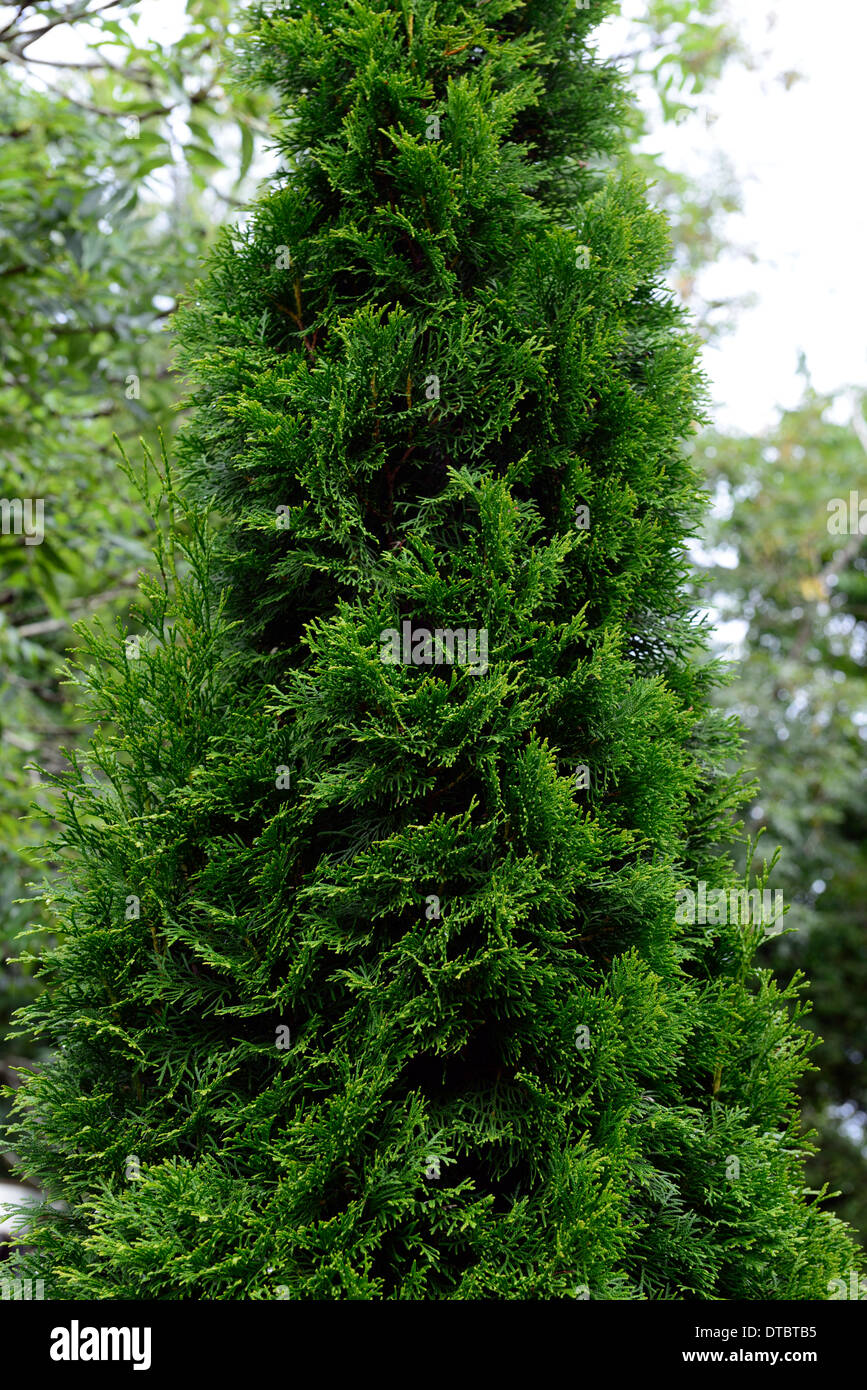 thuja occidentalis emerald conifers evergreen shrubs shrub green pines needles Stock Photo