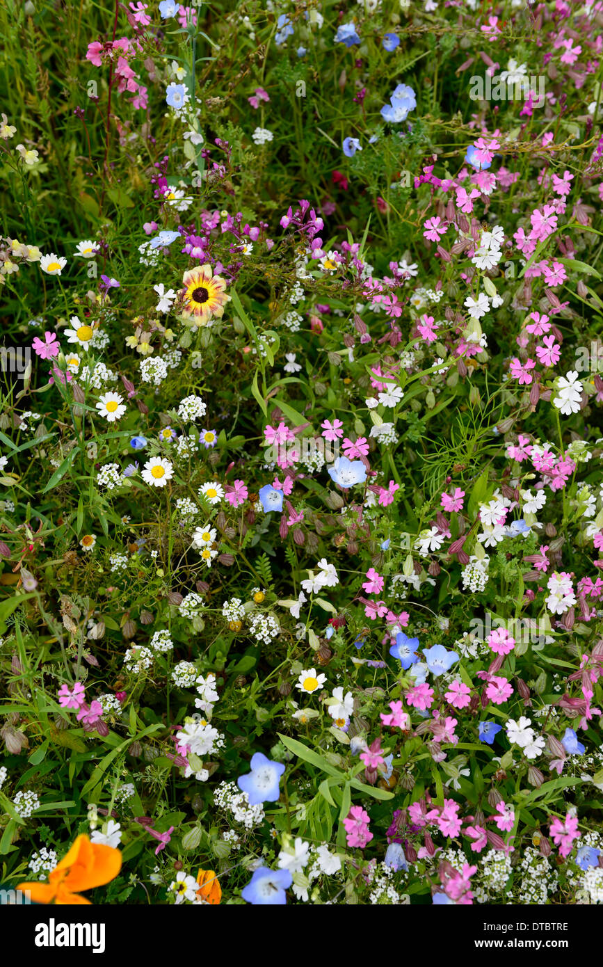 Annual wildflowers hi-res stock photography and images - Alamy