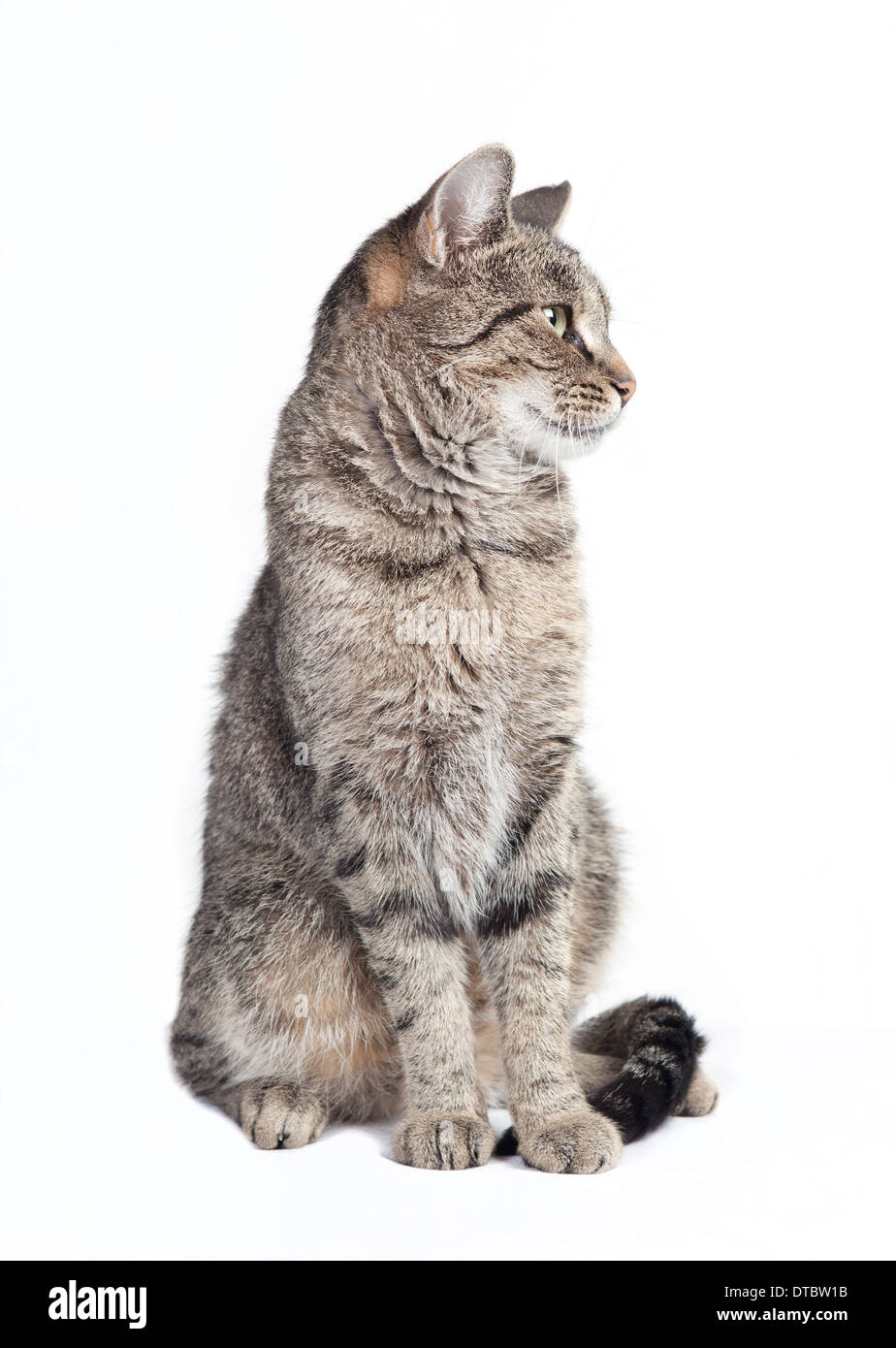 black and gray tabby cat looking to the side, white background isolated ...