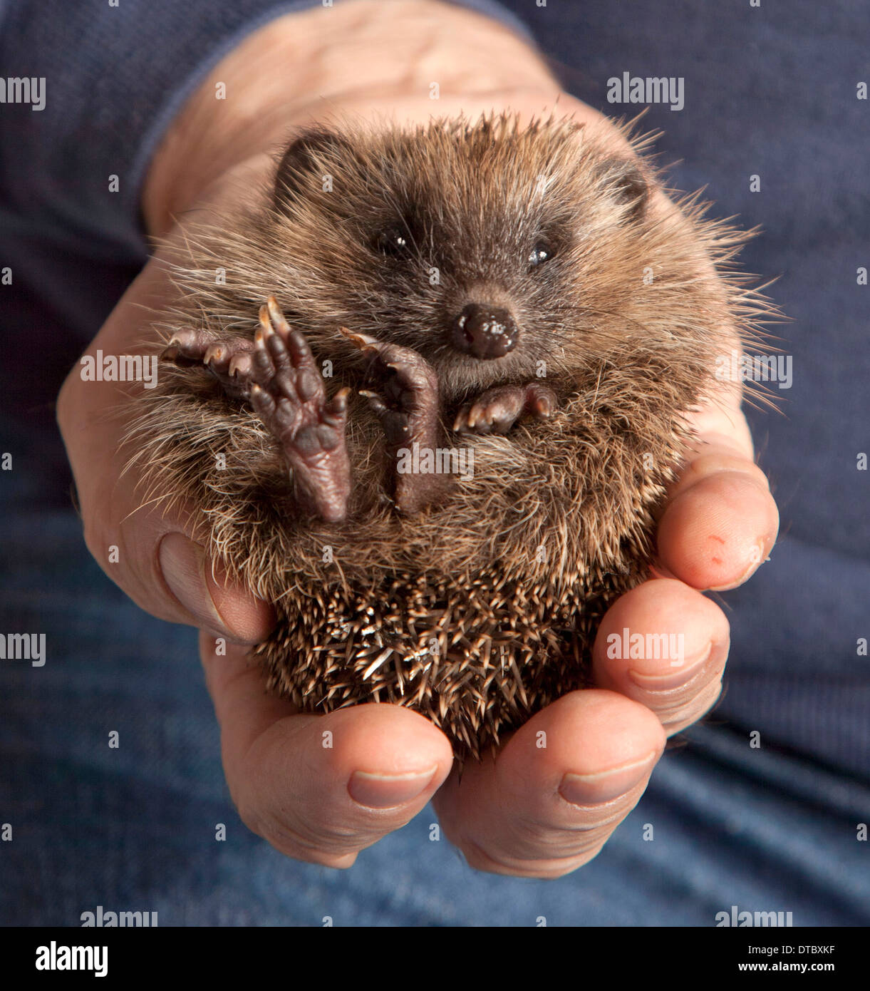 Juvenile European hedgehog in hand Stock Photo
