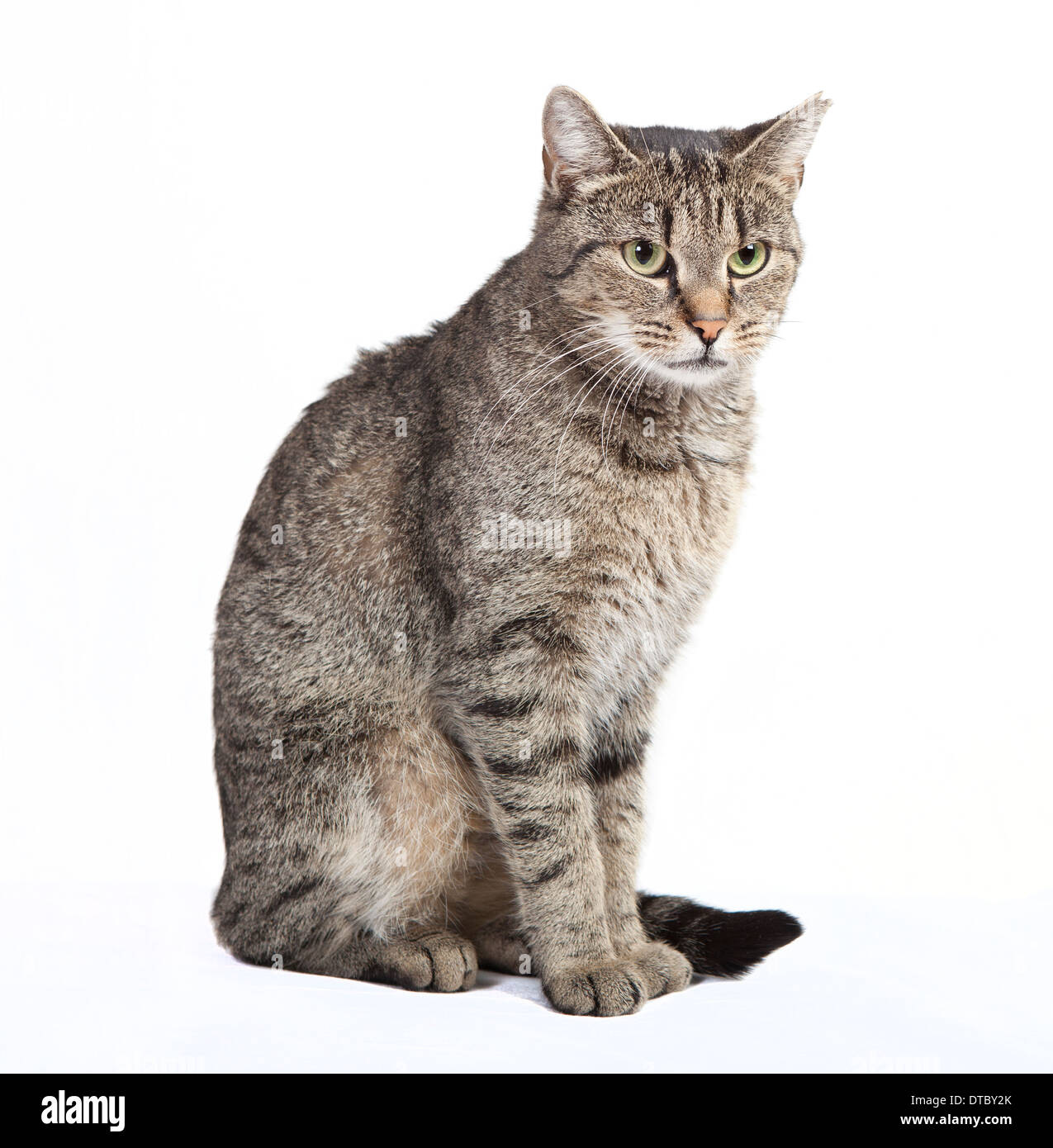Black and gray tabby cat looking to the side white background isolated