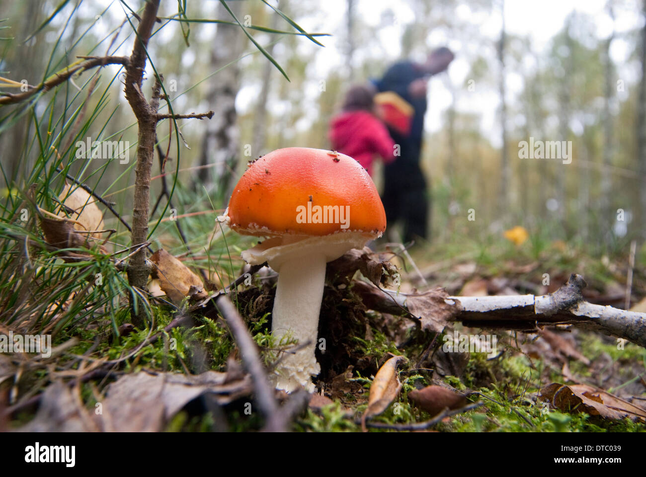 mushroom pickers Stock Photo
