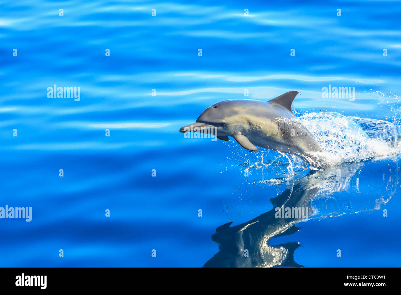 Single Long-beaked Common Dolphin (Delphinus capesis) jumping out of ocean, San Diego, California, USA Stock Photo