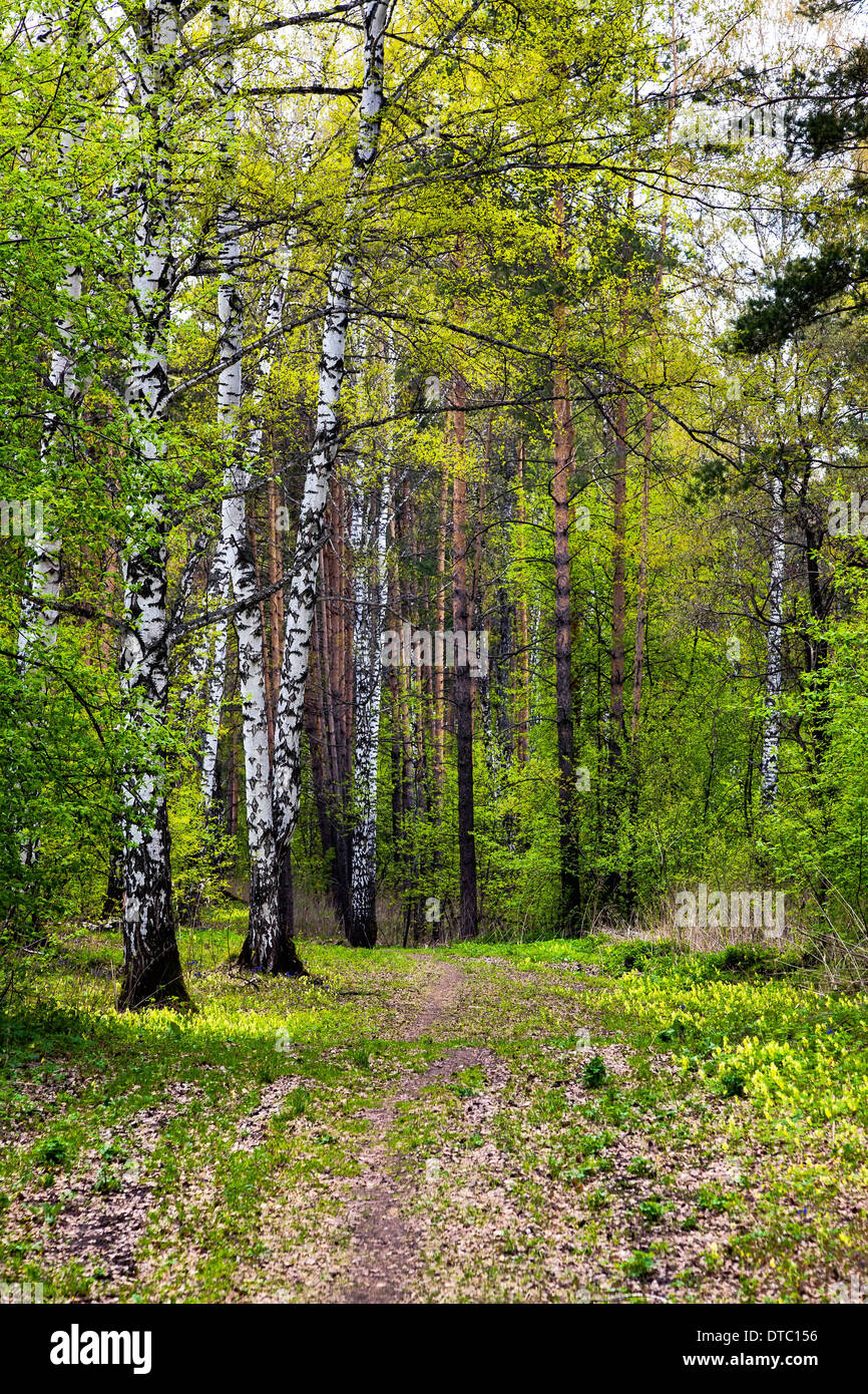 Pine grove spring hi-res stock photography and images - Alamy