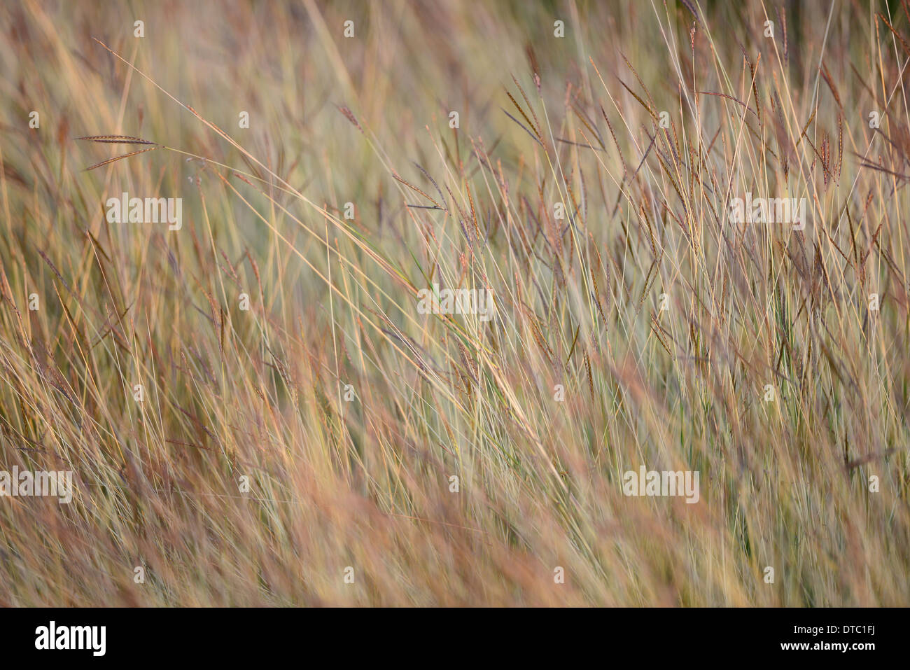 Feather Grass Stock Photo
