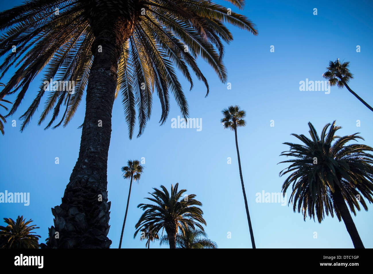 Palm trees against blue sky, Beverly Hills Stock Photo Alamy