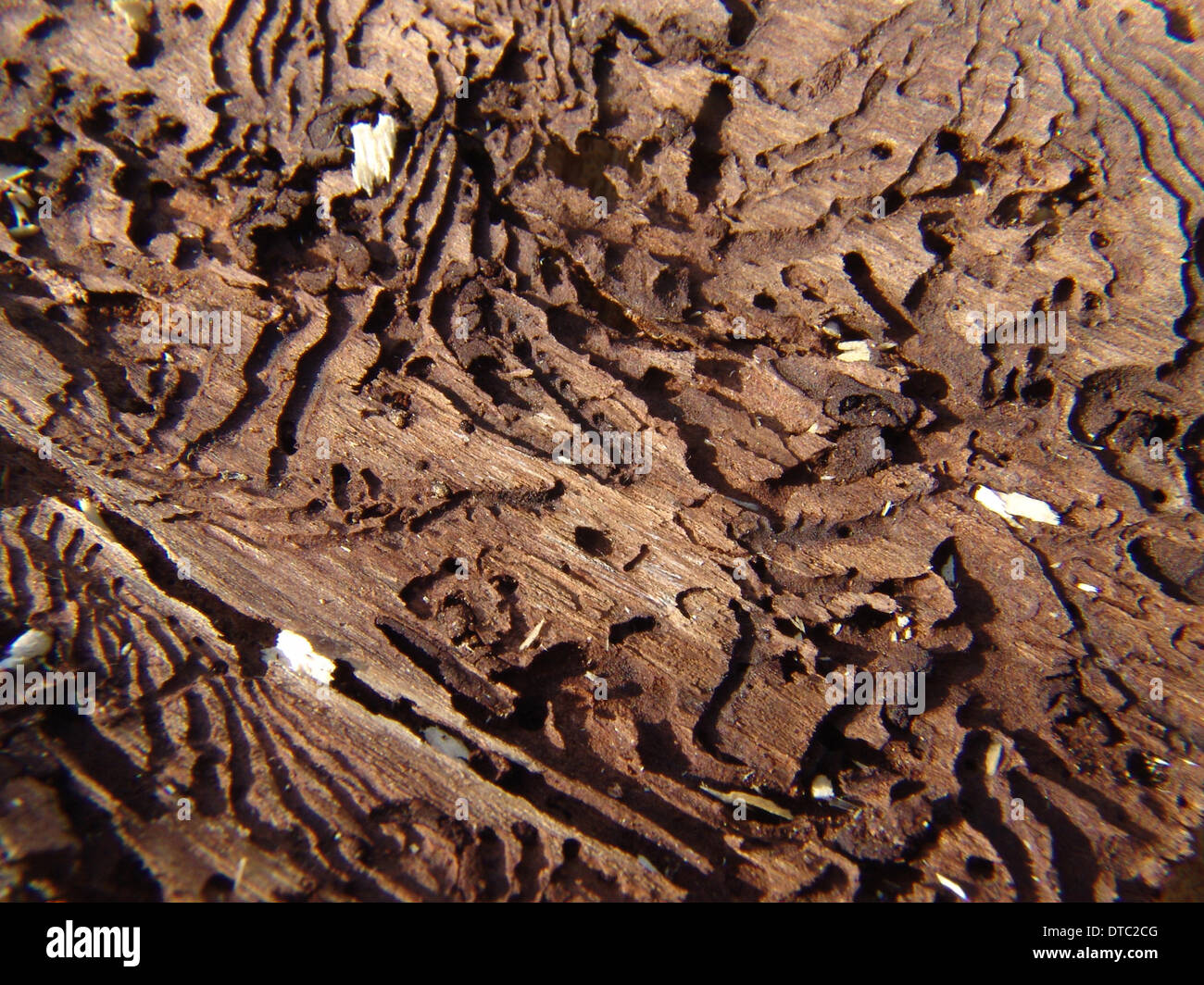 Relikts of bark-beetles Stock Photo