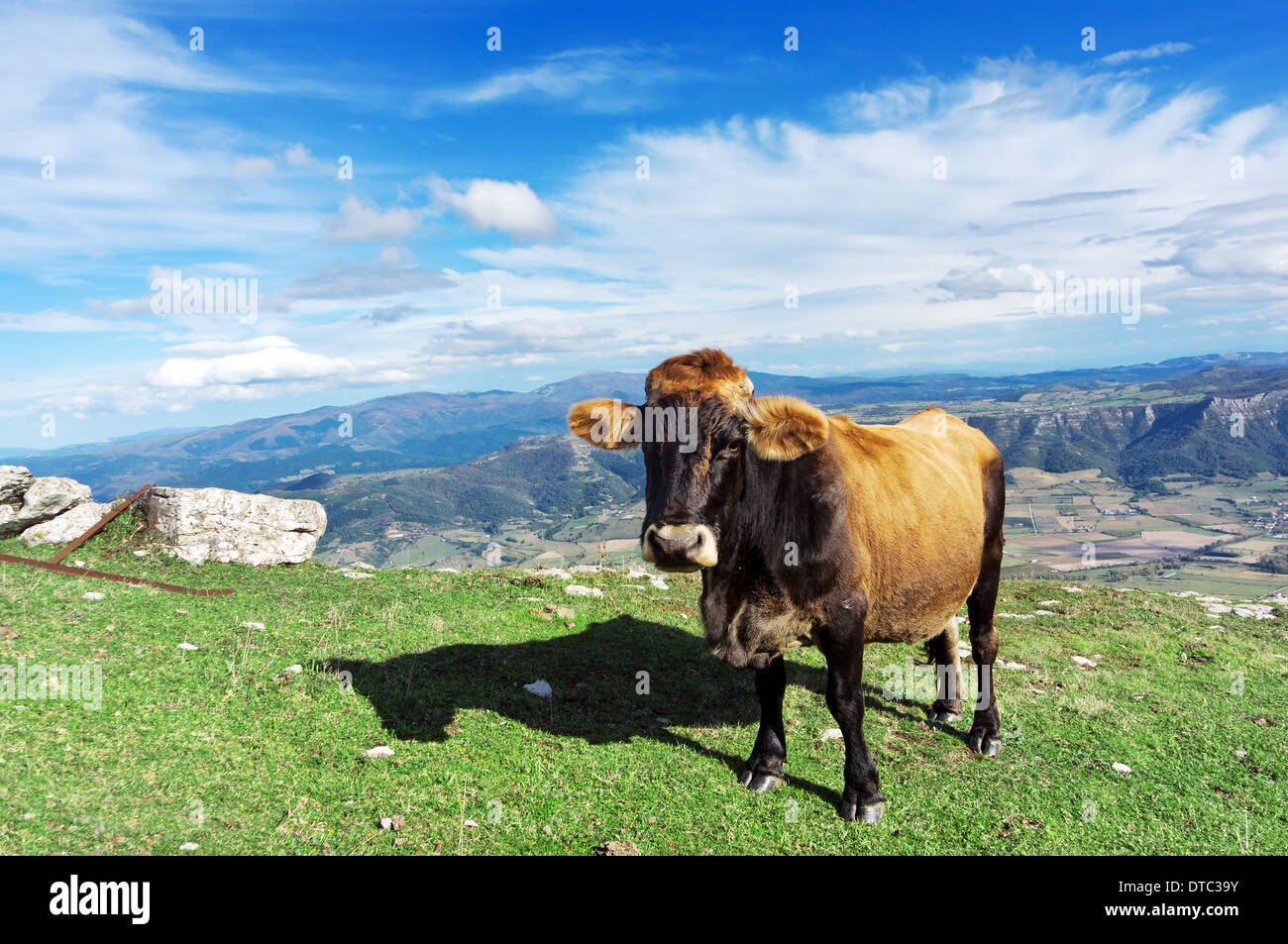 brown cow grazing on field of mountain Stock Photo