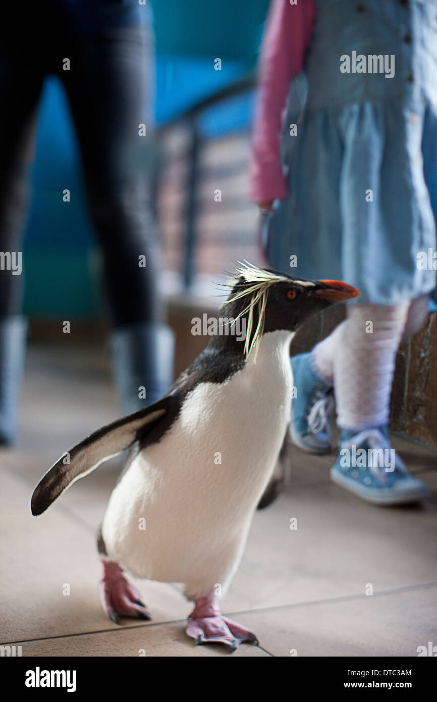 Young girl and mother following penguin at zoo Stock Photo