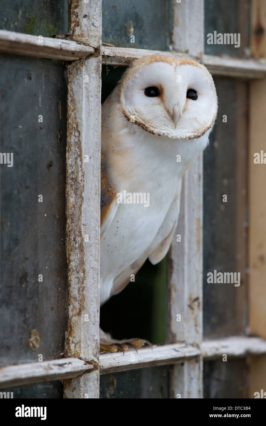 Barn Owl; Tyto alba; in a Window; UK Stock Photo