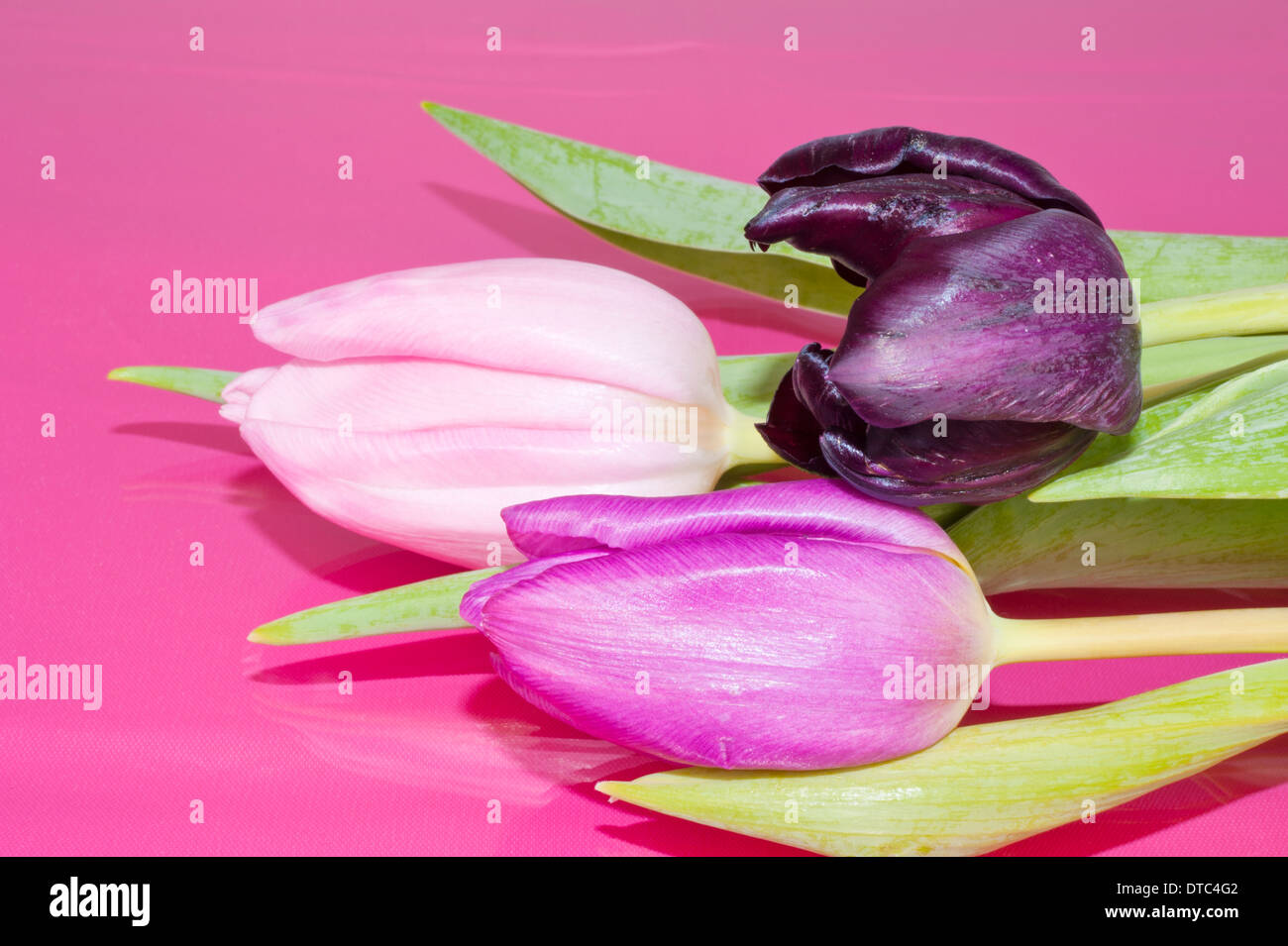 Bouquet of three Dutch Tulips on a pink background Stock Photo