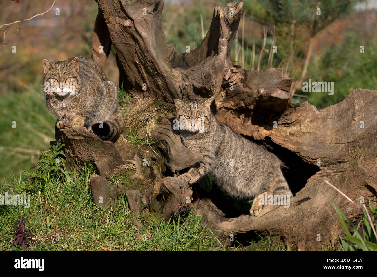 Wild Cats; Felix sylvestris; Captive; UK Stock Photo