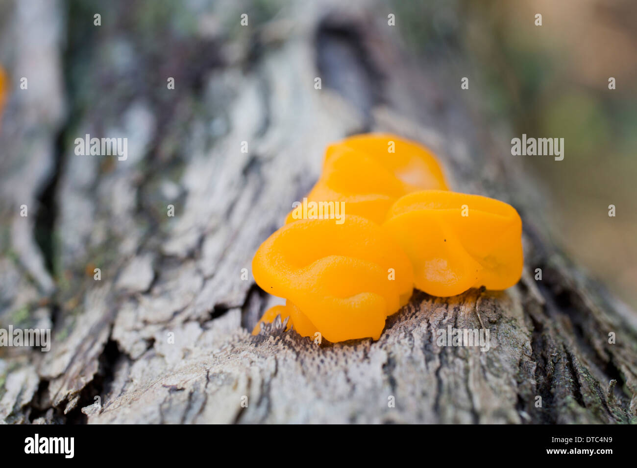 Yellow Brain Fungus; Tremella mesenterica; Autumn; UK Stock Photo