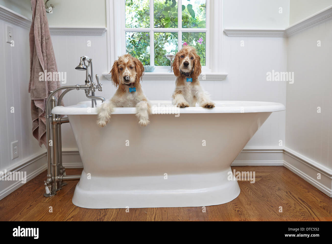 Puppies inside bathtub Stock Photo Alamy