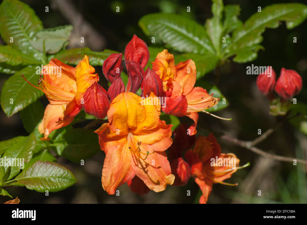 Orange Rhododendron flowers in the gardens of Muncaster Castle, Cumbria Stock Photo