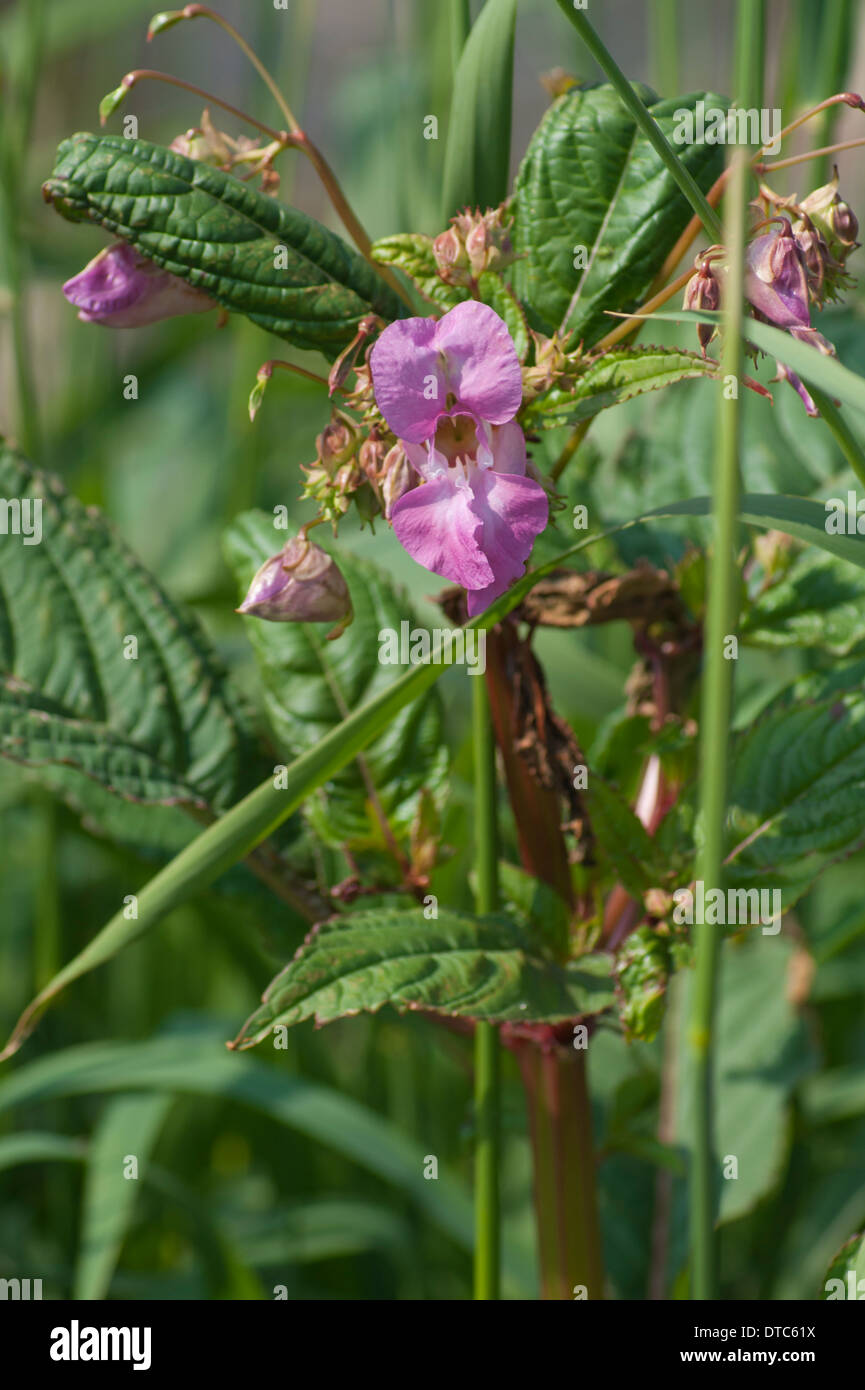 Himalayan Basalm flower in the Cumbrian hedgerows Stock Photo