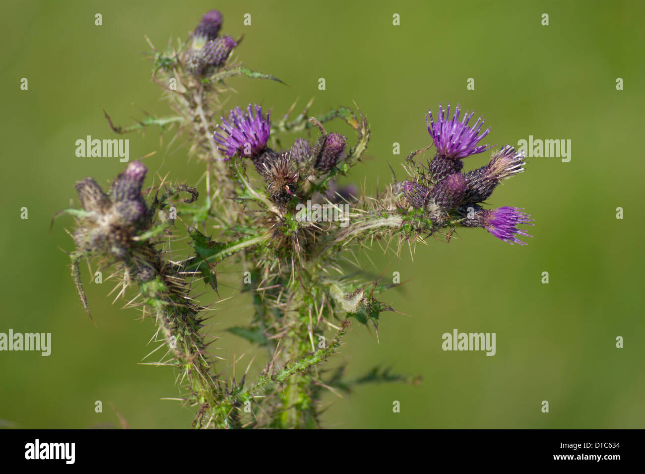 A thistle plant in a field in Cumbria on a sunny day. Stock Photo